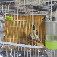 قناری مست خون|پرنده|مشهد, کوی ولیعصر|دیوار