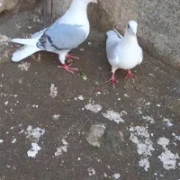 جفت دوبر داواتا