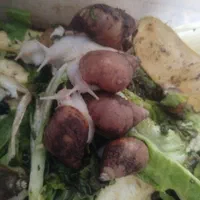 حلزون پرورشی 200تا300کوجک وبزرگ ریز درشت|خزنده|کرمان, |دیوار