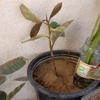 گل وفیکوس بنت قنسول|گل و گیاه طبیعی|بندر گناوه, |دیوار