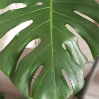 مانسترا کینگ. سبز|گل و گیاه طبیعی|محمدیه-قزوین, |دیوار
