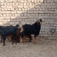 بز باع بز غاله آبستن|حیوانات مزرعه|قم, امامزاده ابراهیم|دیوار