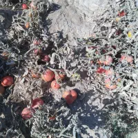 گرجه‌ربی‌تک‌چین‌از‌پانزده‌تومان‌به‌بالا