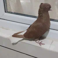 کبوتر  دم سفید