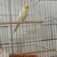 عروس هولندی لوتینو|پرنده|بندر امام خمینی, |دیوار