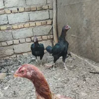 مرغ و خروس و جوجه لاری