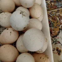 تخم بوقلمون