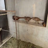 دو عدد فریک یک خروس