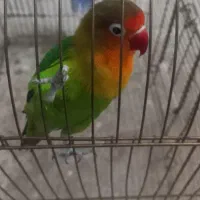 طوطی برزیلی ماده|پرنده|آبیک, |دیوار