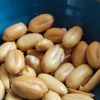 فروش بادام زمینی (و سایر خشکبار) باکیفیت بی‌نظیر