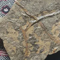 پنج قطعه فسیل چند میلیون ساله|کلکسیون اشیاء عتیقه|تهران, بهارستان|دیوار