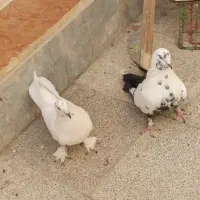 نروماده اصفهانی دم سبز عطیقه