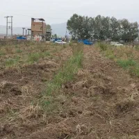 فروش-700متر-زمین-باغی-سندتک-برگ-ازادشهر