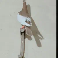 دوتا نر ابلغ زرد و قره سیاه