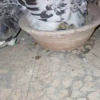 یک عدد ماده سوسکی گم شده|پرنده|شاهین‌شهر, شهرک امام رضا|دیوار