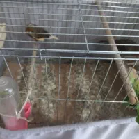 یک جفت قناری خوش صدا