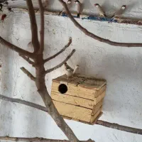 فروش تعدادی فنچ شکلاتی مولد