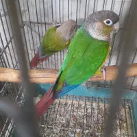 جوجه گرنجیک|پرنده|ماسال, |دیوار