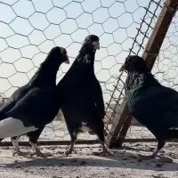 چهار عدد سیاه پلنگ نر ضد و خوردی