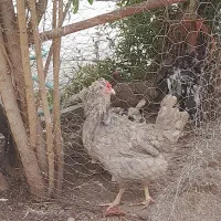 مرغ گلین طوسی ریشی