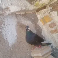 کفتر|پرنده|کوهدشت, |دیوار