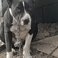 واگذاری سگ|سگ|نوشین شهر, |دیوار