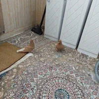 کبوترپرشی نرماده زردم سفیدکاکل میخ چشم نوک سفید|پرنده|مشهد, آیت الله کاشانی|دیوار