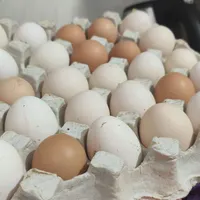 تخم محلی ارگانیک و تازه|خوردنی و آشامیدنی|شیراز, شهرک کوشکک|دیوار