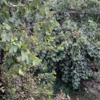 باغ دلویی