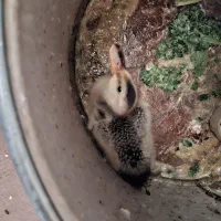 جوجه اردک ومرغ