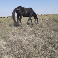 اسب آرام گله‌ای دخول ترکمن