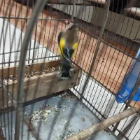 سهره|پرنده|اندیمشک, |دیوار