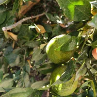 درخت نارنج و نارنگی و پرتقال|خدمات باغبانی و درختکاری|لنجان, |دیوار