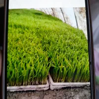 نشای برنج هاشمی درجه یک