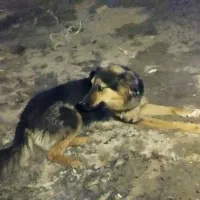 سگ ژرمن شپرد