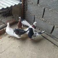 کفتر رنگی|پرنده|بجنورد, |دیوار