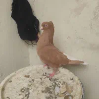 سلام|پرنده|شوشتر, |دیوار