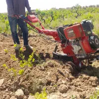 شخم زنی باغ انگور و میوه با تیلر