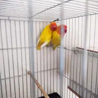 طوطی برزیلی پرنده