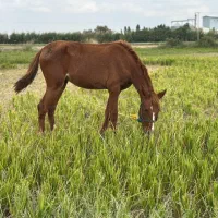 فروش اسب ۱۴ ماه