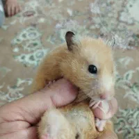 همستر|موش و خرگوش|تهران, دهقان|دیوار