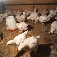 جوجه گوشتی