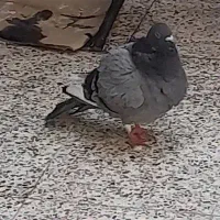 کبوتر|پرنده|اندیمشک, |دیوار