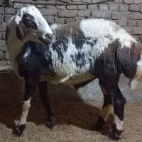 قوچ و بره قوچ کیلویی|حیوانات مزرعه|ملایر, |دیوار