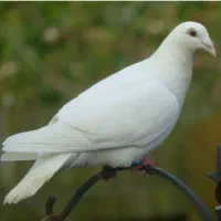 کبوتر پلاکی سفید