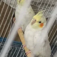 عروس هلندی لوتینو چهارتا