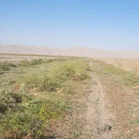 کاه لوبیای چیتی