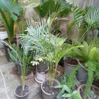 گلهای خانگی زیبا بفروش میرسد