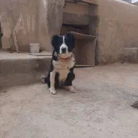 سگ لاس آدمی گله ایی