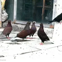 کبوتر یا کفتر ارشلینگل